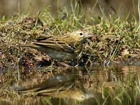 Anthus trivialis 62, Boompieper, adult, Saxifraga-Theo Verstrael