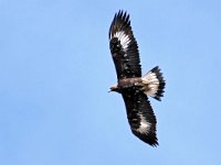 Aquila chrysaetos 9, Steenarend, Saxifraga-Tom Heijnen