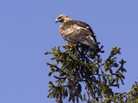 Aquila chrysaetos 1, Steenarend, Saxifraga-Mark Zekhuis