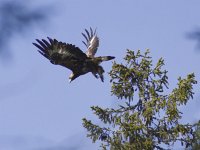 Aquila chrysaetos 2, Steenarend, Saxifraga-Mark Zekhuis