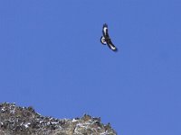 Aquila chrysaetos 3, Steenarend, Saxifraga-Mark Zekhuis