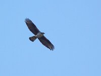 Aquila fasciata 28, Havikarend, Saxifraga-Mark Zekhuis