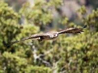 Aquila fasciata 1, Havikarend, Saxifraga-Bart Vastenhouw