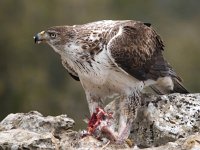 Aquila fasciata 10, Havikarend, Saxifraga-Bart Vastenhouw