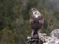 Aquila fasciata 14, Havikarend, Saxifraga-Bart Vastenhouw