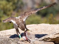 Aquila fasciata 2, Havikarend, Saxifraga-Bart Vastenhouw