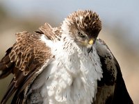 Aquila fasciata 21, Havikarend, Saxifraga-Bart Vastenhouw