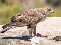 Aquila fasciata 3, Havikarend, Saxifraga-Bart Vastenhouw