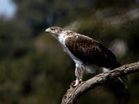 Aquila fasciata 31, Havikarend, Saxifraga-Bart Vastenhouw