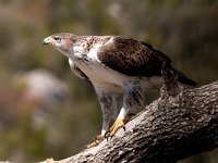 Aquila fasciata 34, Havikarend, Saxifraga-Bart Vastenhouw