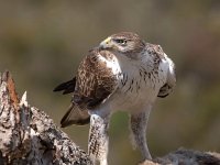 Aquila fasciata 35, Havikarend, Saxifraga-Bart Vastenhouw