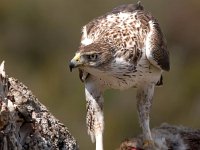 Aquila fasciata 37, Havikarend, Saxifraga-Bart Vastenhouw