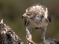 Aquila fasciata 38, Havikarend, Saxifraga-Bart Vastenhouw