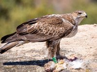 Aquila fasciata 4, Havikarend, Saxifraga-Bart Vastenhouw