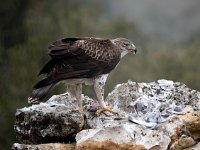 Aquila fasciata 43, Havikarend, Saxifraga-Bart Vastenhouw