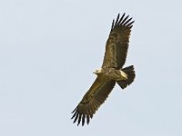 Aquila heliaca 13, Oostelijke keizerarend, Saxifraga-Tom Heijnen