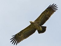 Aquila heliaca 8, Oostelijke keizerarend, Saxifraga-Tom Heijnen