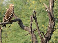 Aquila heliaca 9, Oostelijke keizerarend, Saxifraga-Tom Heijnen