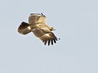 Aquila pomarina 6, Schreeuwarend, Saxifraga-Tom Heijnen
