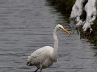 Ardea alba 105, Grote zilverreiger, Saxifraga-Luuk Vermeer