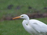 Ardea alba 110, Grote zilverreiger, Saxifraga-Luuk Vermeer