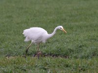 Ardea alba 112, Grote zilverreiger, Saxifraga-Luuk Vermeer