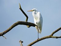 Ardea alba 131, Grote zilverreiger, Saxifraga-Hans Dekker