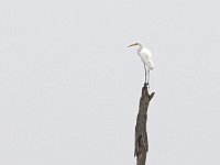 Ardea alba 134, Grote zilverreiger, Saxifraga-Hans Dekker