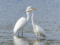 Ardea alba 140, Grote zilverreiger, Saxifraga-Tom Heijnen