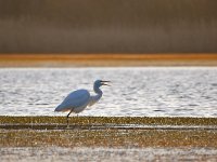 Ardea alba 143, Grote zilverreiger, Saxifraga-Tom Heijnen