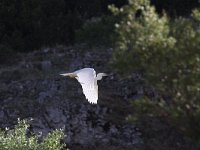 Ardea alba 61, Grote zilverreiger, Saxifraga-Dirk Hilbers