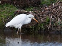 Ardea alba 67, Grote zilverreiger, Saxifraga-Luuk Vermeer