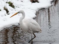 Ardea alba 75, Grote zilverreiger, Saxifraga-Luuk Vermeer