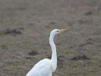 Ardea alba 92, Grote zilverreiger, Saxifraga-Luuk Vermeer