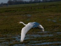 Ardea alba 96, Grote zilverreiger, Saxifraga-Luuk Vermeer