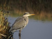 Ardea cinerea 116, Blauwe reiger, Saxifraga-Luuk Vermeer