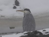 Ardea cinerea 117, Blauwe reiger, Saxifraga-Luuk Vermeer