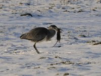 Ardea cinerea 121, Blauwe reiger, Saxifraga-Luuk Vermeer