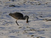 Ardea cinerea 122, Blauwe reiger, Saxifraga-Luuk Vermeer