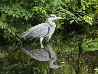 Ardea cinerea 123, Blauwe reiger, Saxifraga-Luuk Vermeer