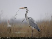 Ardea cinerea 134, Blauwe reiger, Saxifraga-Luuk Vermeer