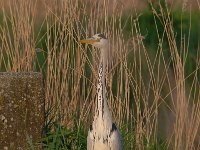 Ardea cinerea 138, Blauwe reiger, Saxifraga-Luuk Vermeer