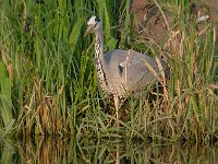 Ardea cinerea 139, Blauwe reiger, Saxifraga-Luuk Vermeer