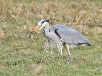 Ardea cinerea 152, Blauwe reiger, Saxifraga-Luuk Vermeer