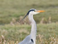 Ardea cinerea 153, Blauwe reiger, Saxifraga-Luuk Vermeer