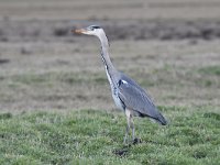 Ardea cinerea 160, Blauwe reiger, Saxifraga-Luuk Vermeer