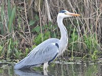 Ardea cinerea 163, Blauwe reiger, Saxifraga-Luuk Vermeer