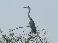 Ardea cinerea 177, Blauwe Reiger, Saxifraga-Hans Grotenhuis