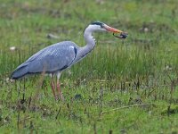 Ardea cinerea 26, Blauwe Reiger, Saxifraga-Mark Zekhuis