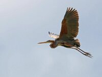 Ardea purpurea 29, Purperreiger, Saxifraga-Mark Zekhuis